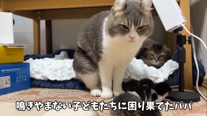 困り果てたパパ