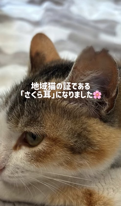 猫の横顔アップ