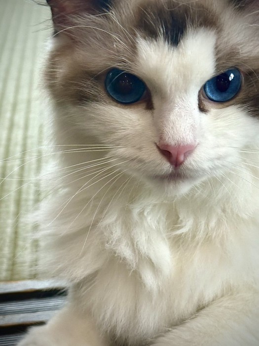 猫の顔