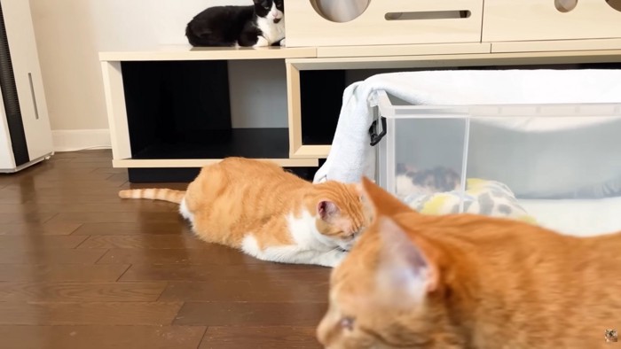 カメラ前を横切る茶トラさん（右下）