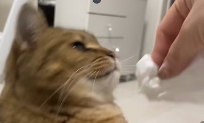 猫の口をティッシュで拭く人の手