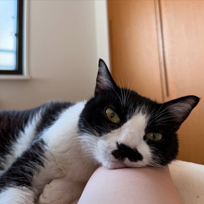 眠っている飼い主の腕に顔を乗せる白黒猫