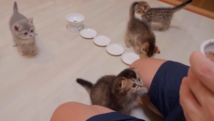 足の間で待つ子猫