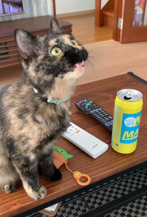 クラッキングをする猫
