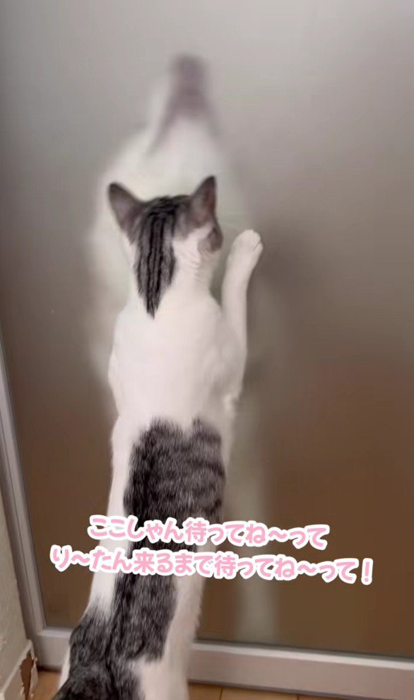 ハスキーを迎える猫