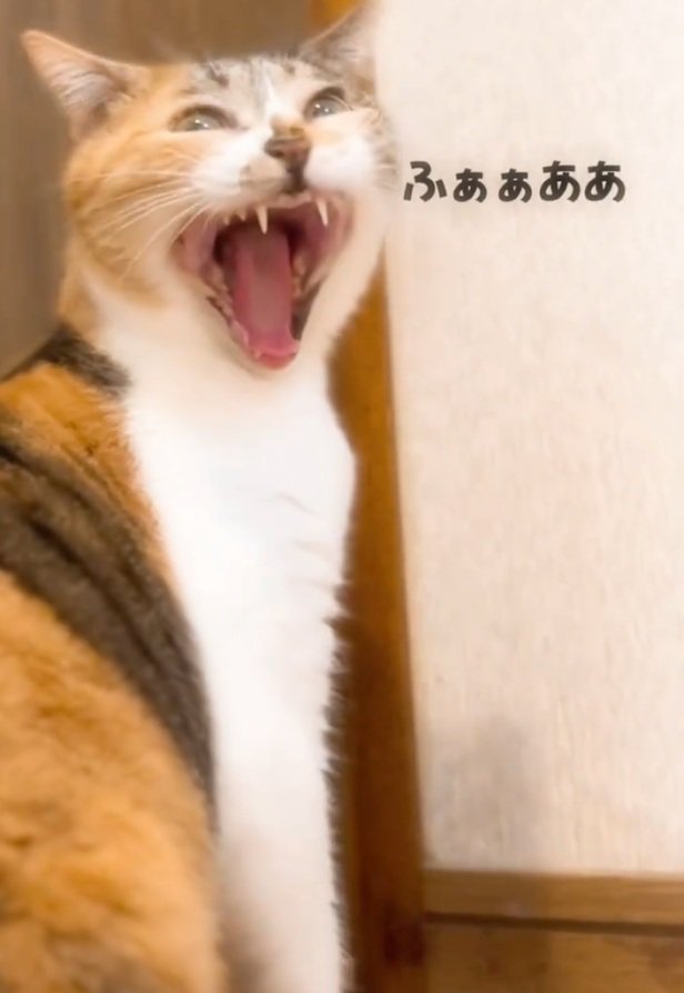 大あくびするねねちゃん