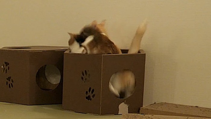 箱の底が抜けた瞬間の猫の様子