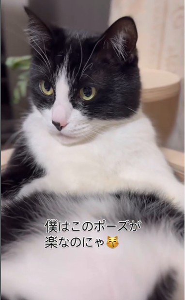 キャットタワーの上であおむけで寝ている猫