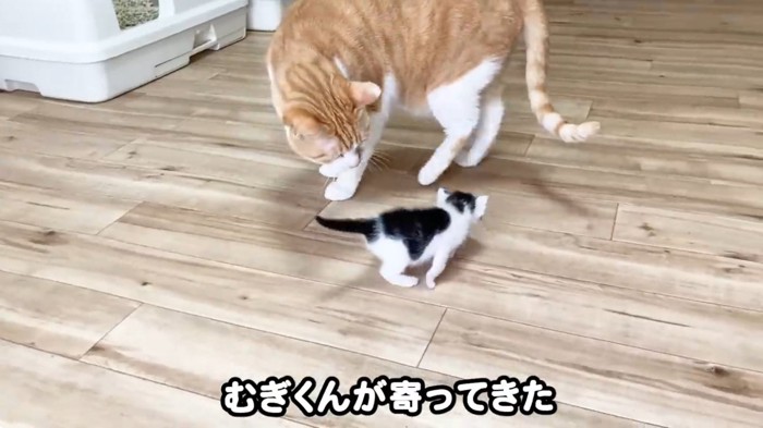 部屋を歩く子猫と先住猫