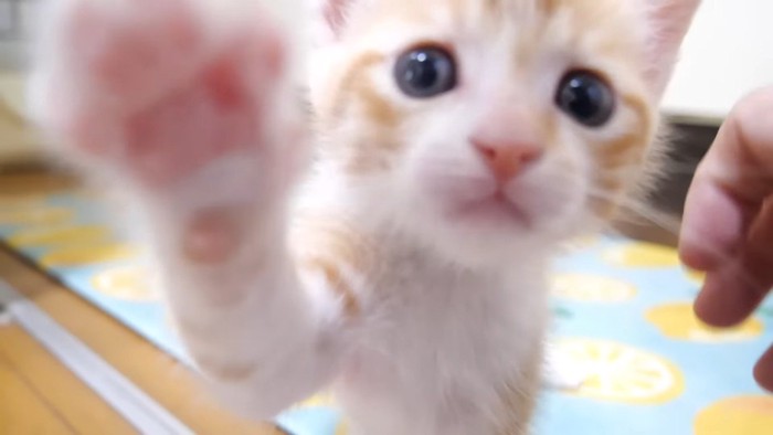 むっちゃんのドアップ