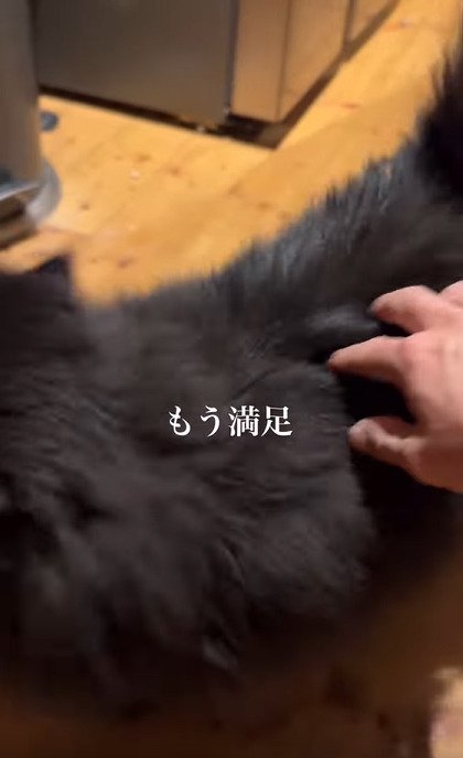 立ち去る猫