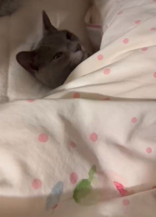 布団の端から顔だけ出している猫