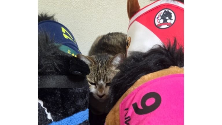 猫と馬のぬいぐるみ