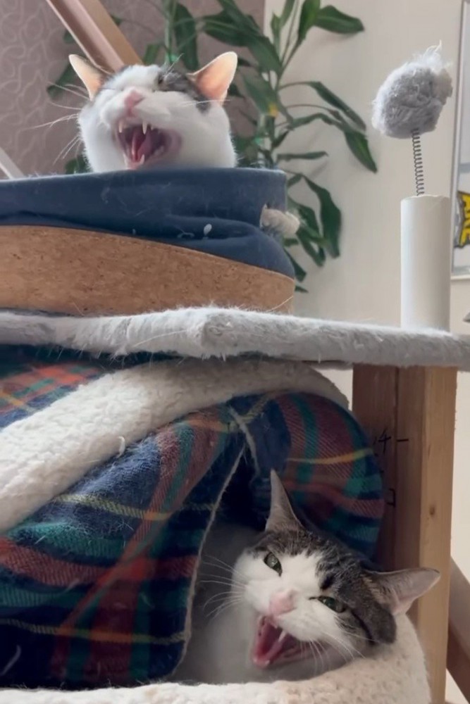 威嚇する上段の猫