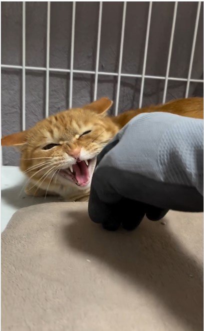 威嚇する猫%%シャー