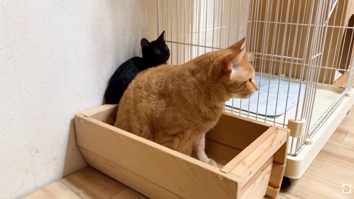 茶トラ猫さん（手前）と黒猫さん（奥）