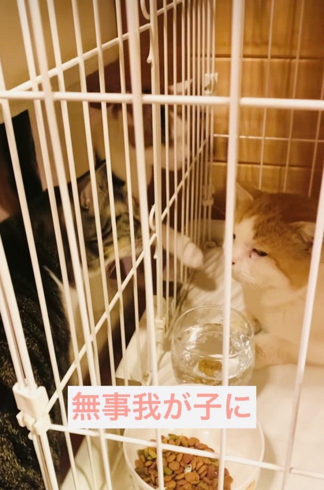ケージの中で寛ぐ茶白猫と見守る2匹の先住猫
