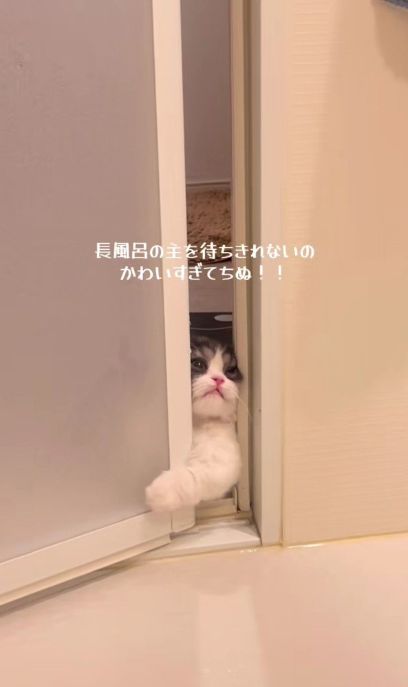 バスルームに入ろうとするトトロちゃん