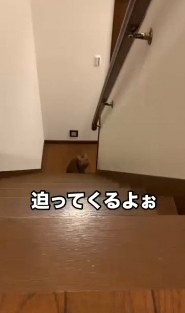 階下にいる猫
