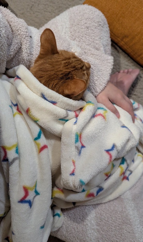 ブランケットを被る猫