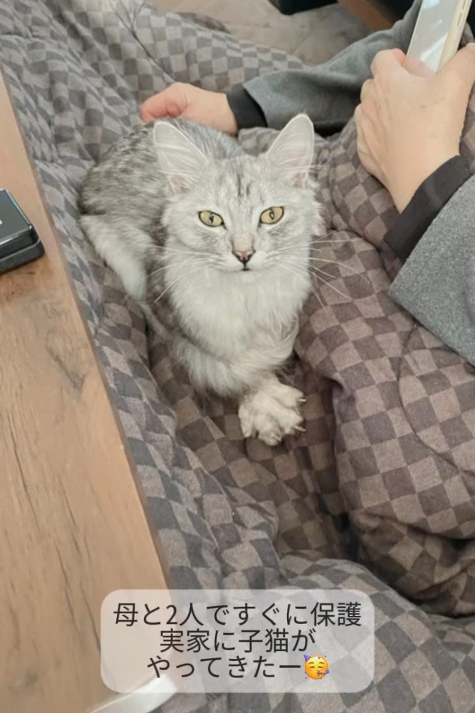 膝の上に乗る猫