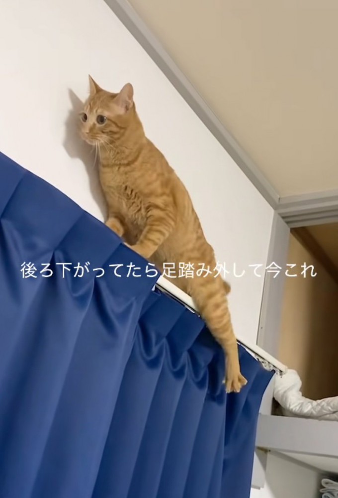 足を踏み外す猫