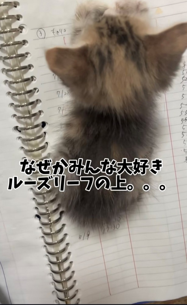 紙の上に座り込む子猫