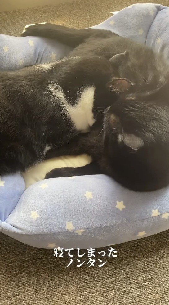 黒猫のお腹に顔を乗せて眠るハチワレ猫