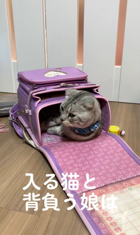 ランドセルに入った猫