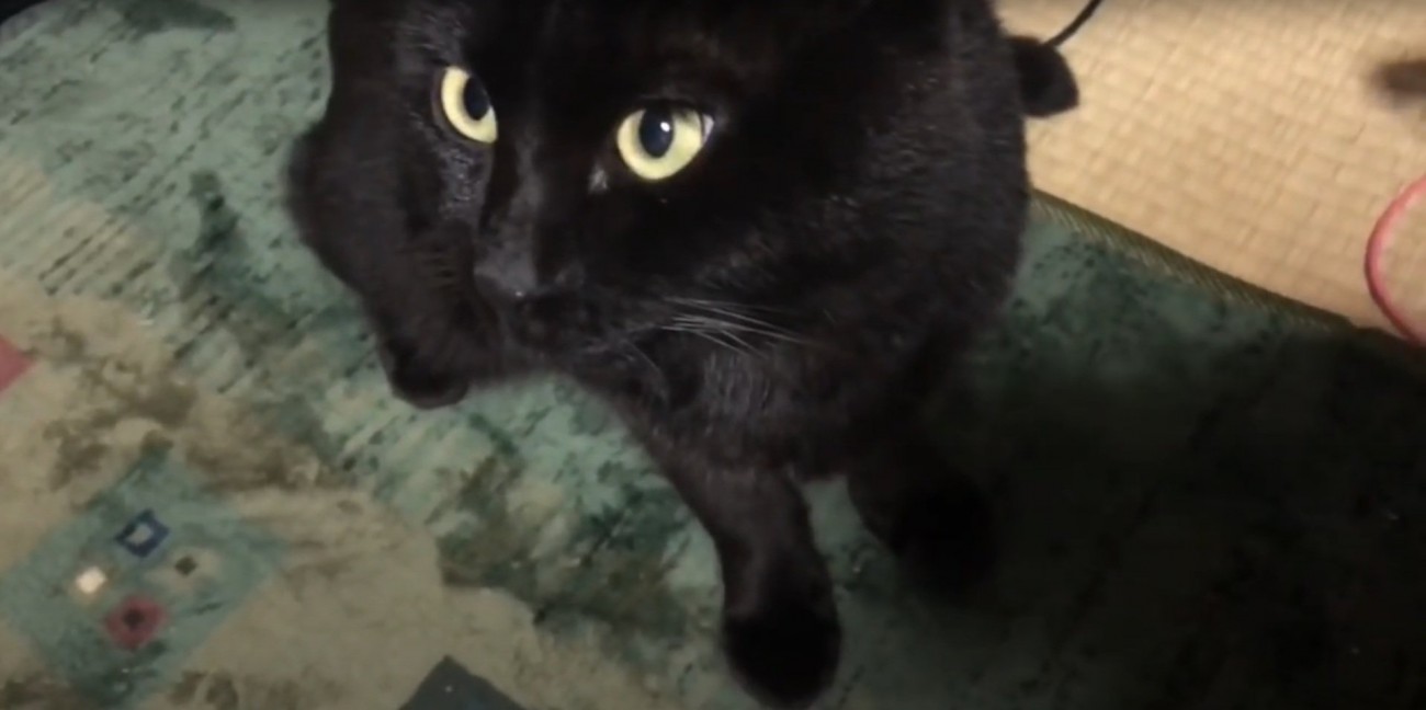 撫でてほしそうな天くん