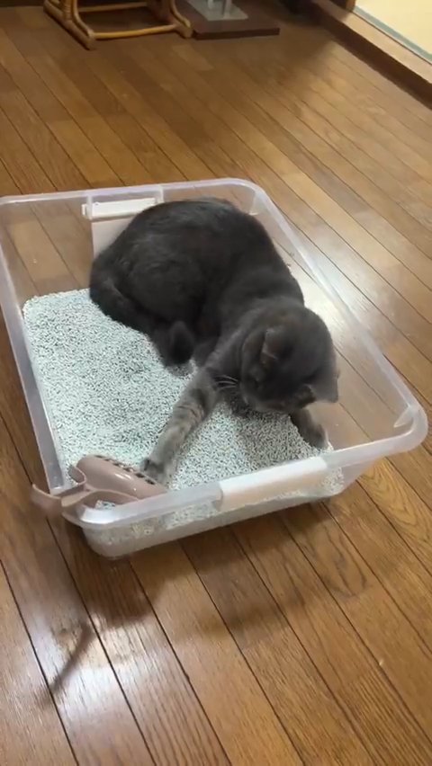 スコップを触る猫