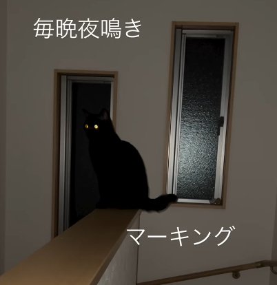 暗い階段の上部分で座る猫