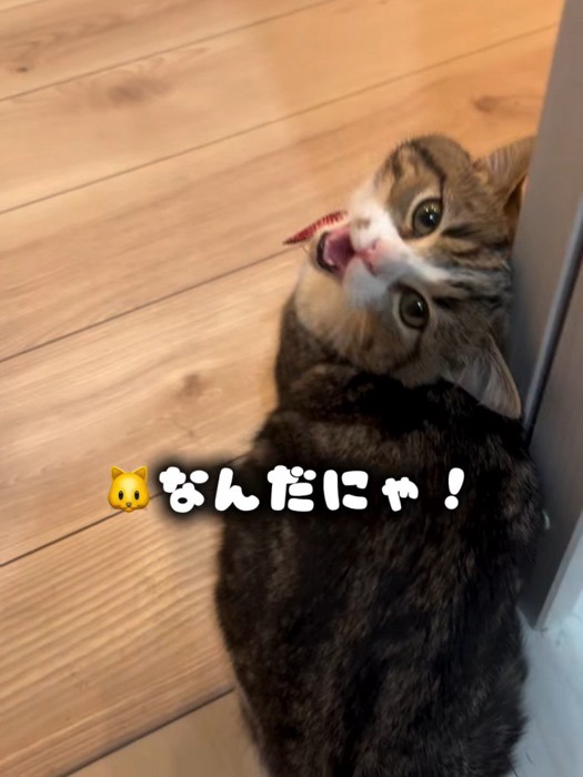 振り向いて鳴く猫