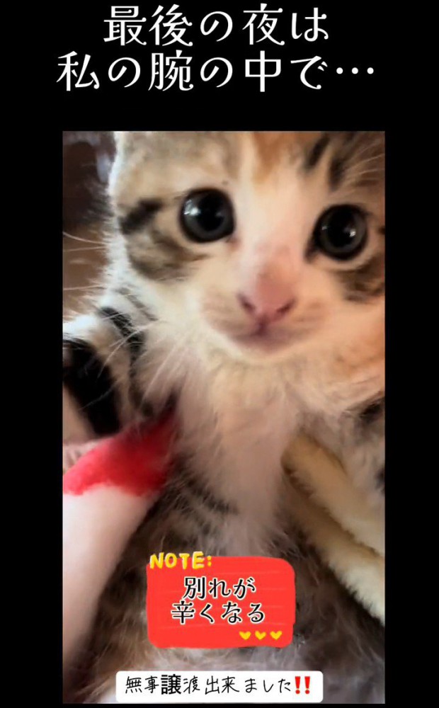 カメラを見る子猫