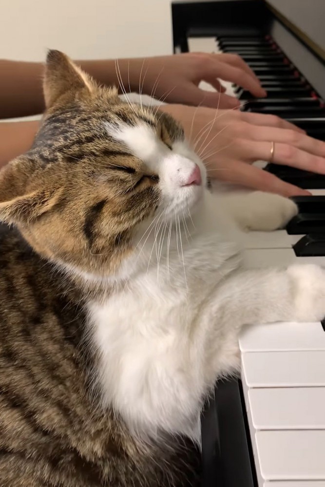 鍵盤に前足を乗せる猫