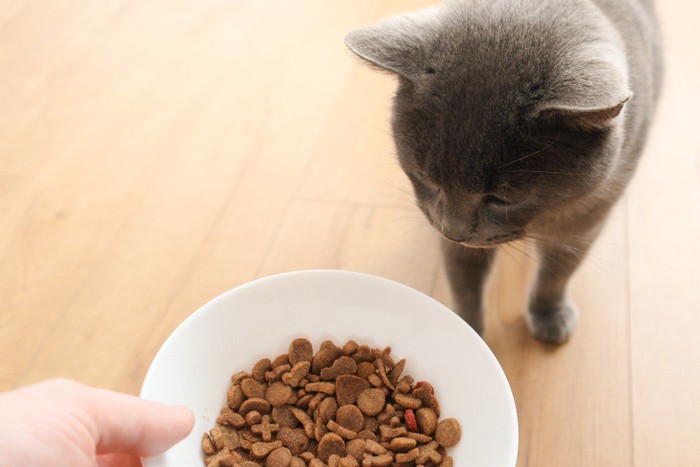 猫にご飯をあげる人