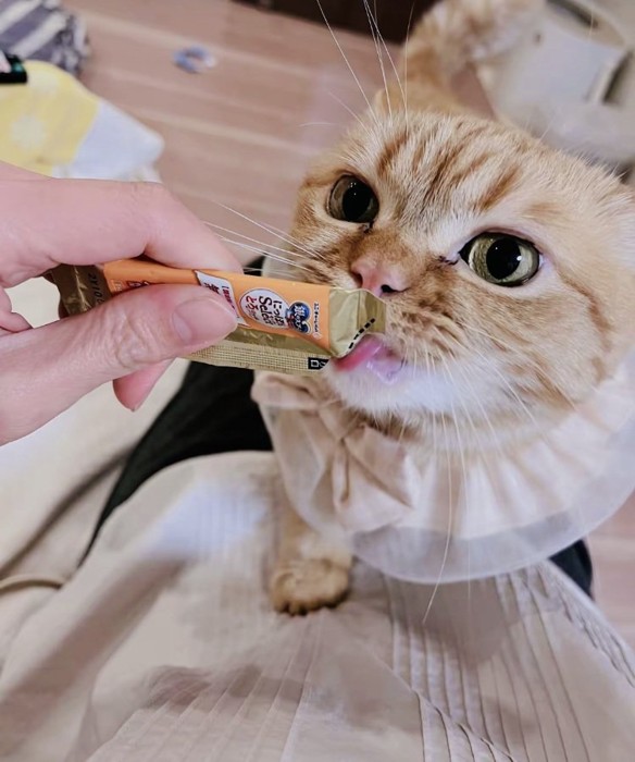 ママに猫用おやつをもらうミックス猫