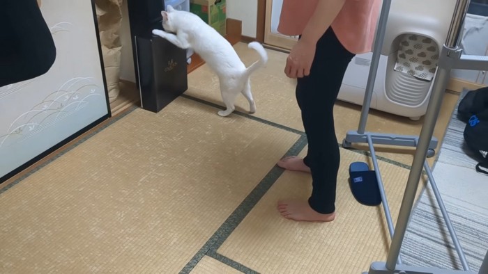 箱をひっくり返そうとするシロちゃん