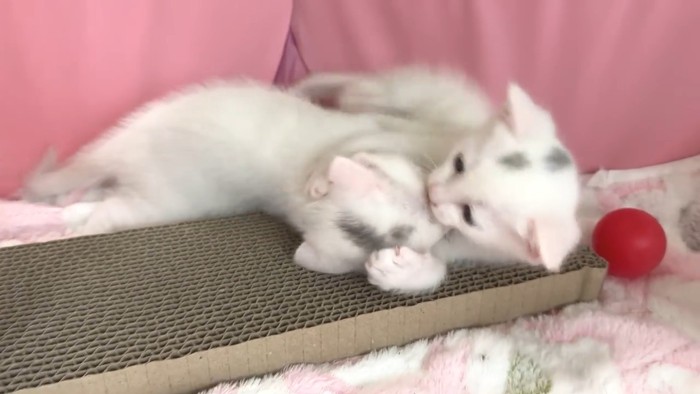 遊ぶ子猫たち
