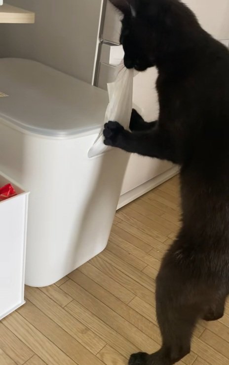 ビニールが入った箱からビニールをひっぱり出す黒猫