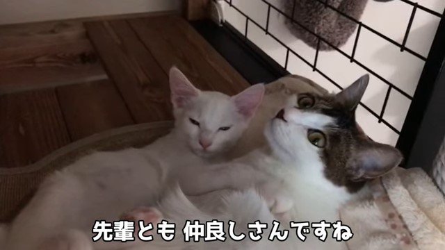 寄り添って寝る猫と子猫