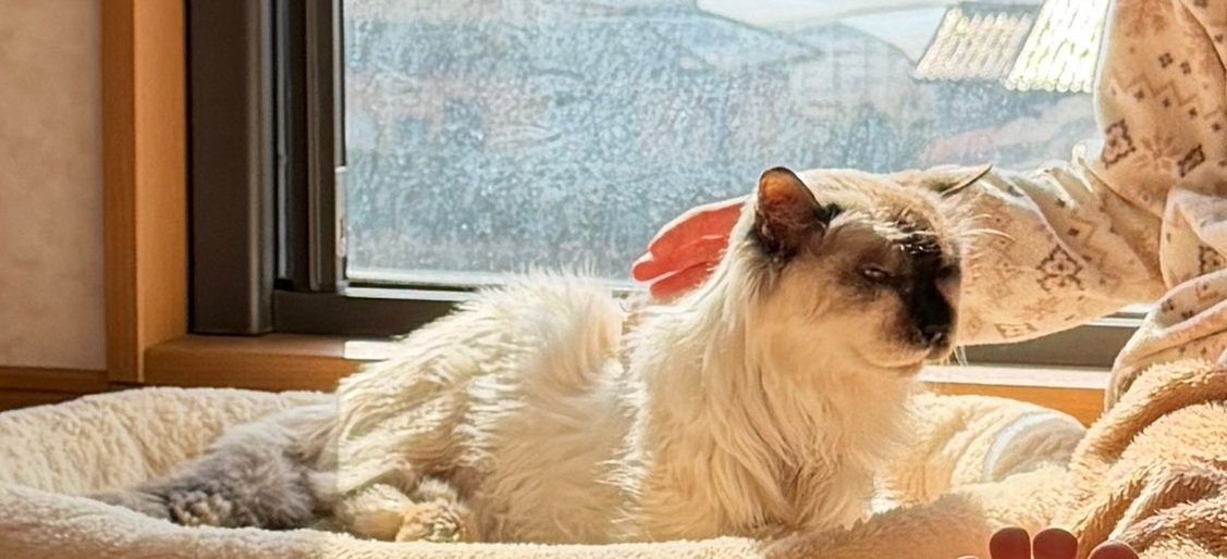 猫用ベッドに寝そべる猫