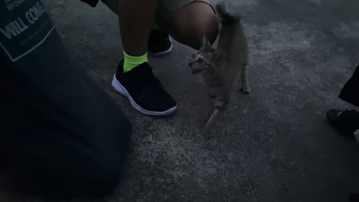 鳴いている子猫