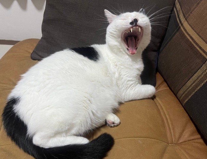 あくびする猫