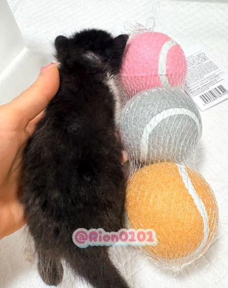 3つのボールの隣に横たわる子猫