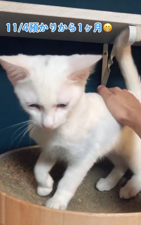 背中をなでられている白猫