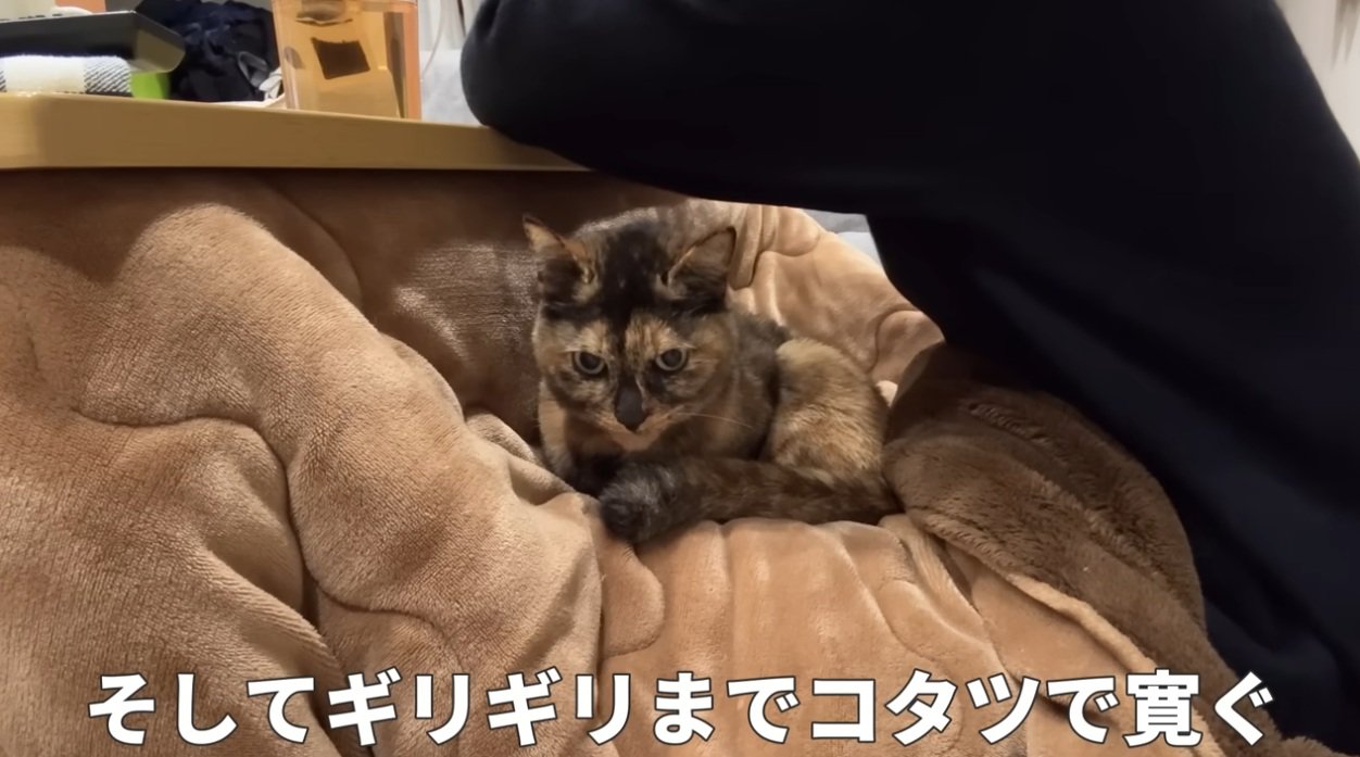 こたつに入る飼い主と膝の上にいる猫