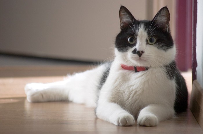 床で休んでいる猫