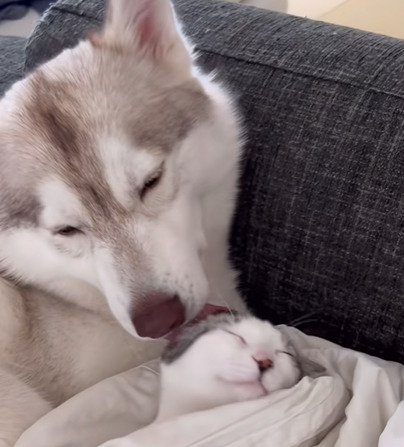 子猫の耳後ろを舐める犬