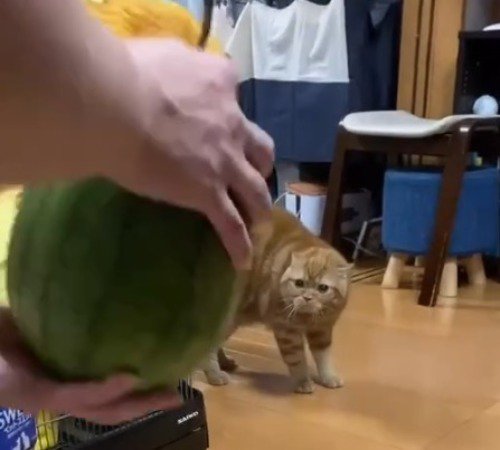 飼い主が持っているスイカを凝視する茶トラ猫
